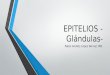 Epitelio glandular