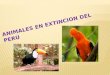 Animales en extincion del perú
