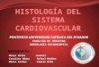Histología del sistema cardiovascular