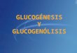 Glucogénesis y Glucogenólisis