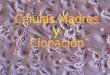 Células madres y Clonación