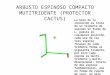 Conceptos básicos  Arbusto Espinoso Compacto muti-tridente (protector cactus)