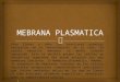 Mebrana plasmatica