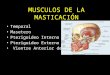 4. musculos de la masticació