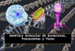 Genética molecular de eucariotas, procariotas y virus
