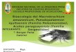 Macrobrachium amazonicum, Pseudopalaemon iquitoensis (Familia Paleomonidae), Acetes paraguayensis (Familia Sergestidae)