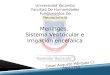 UNY -Tarea 4 - Fundamento de Neurociencias - Meninges,  Sistema Ventricular e Irrigación encefálica