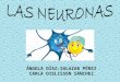 Las neuronas 4