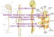 sistema nervioso, neuronas y sistema endocrino