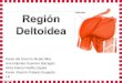 Region deltoidea