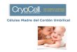 Cryo-Cell, Líder mundial en cryo-conservación de células madre