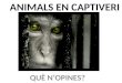 Animals en captivitat