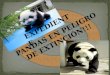 Los pandas en peligro de extinción