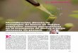 Identificación directa de complejos de hierro en fluidos vegetales: nuevas perspectivas en el transporte de hierro a larga distancia en plantas