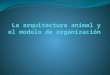 La arquitectura animal y el modelo de organización