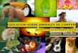 CIM Formación: Legislación sobre animales de compañía de la Generalitat Valenciana