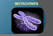 Teoria mutaciones