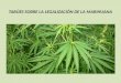 Tabúes sobre la legalización de la marihuana
