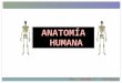 Anatomía. dra. johana espinoza