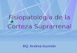 Corteza suprarrenal-01-hipercortisolismo-uss-1193335255979224-5 (pp tshare)