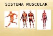 Ti g37 sistema muscular_montoya_roca_carir