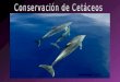 Conservación de Cetaceos