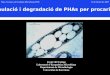 Acumulació i degradació de PHAs per procariòtes