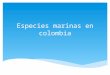 Especies marinas en colombia