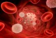 Sangre y hematopoyesis. Histologia