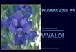 Vivaldi Y Las Flores Azules 15