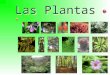 Las plantas-100522162653-phpapp01