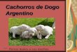 Cachorros de dogo argentino