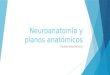 Neuroanatomía y planos anatómicos
