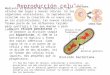 Ppt reproduccion celular