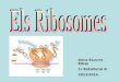 Ribosomes, anna ezcurra