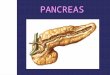 20 tc pancreas - bazo