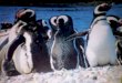 Un pingüino llamado magallanes