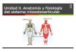 Unidad ii. anatomía y fisiología del sistema mioosteoarticular. (2)