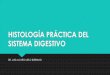Histología práctica del sistema digestivo