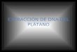 EXTRACCIÓN DNA DE PLATANO