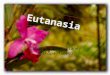 Eutanasia via d cnv