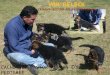 Cachorros pastor aleman con pedigree inter