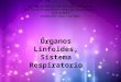 “rganos Linfoides, Sistema Respiratorio
