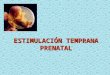 Estimulación prenatal