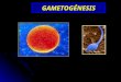Meiosis y gametogénesis