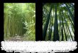 Bambú japon