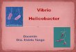 Vibrio Helicobter
