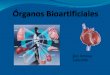 Organos bioartificiales