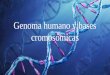 Genoma humano y bases cromosómicas