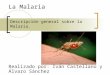 La malaria IES Griñon B1C Curso 2013/2014